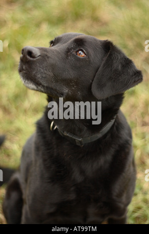 Ancienne croix labrador chien bâtard avec moustaches gris Banque D'Images