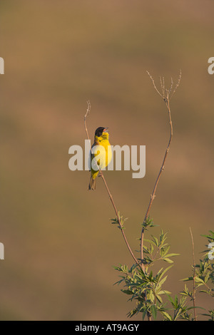 À tête noire Bunting Emberiza melanocephala chantant de la perchaude dans Lesbos, Grèce en avril. Banque D'Images
