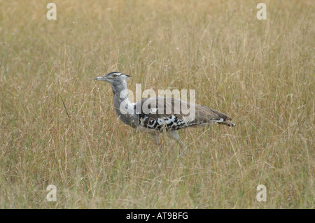 Outarde Kori, Parc National de Masai Mara, Kenya, Afrique de l'Est Banque D'Images