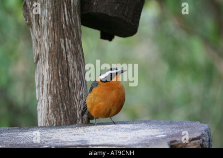 Cossyphe à sourcils blancs sur un birdtable dans le parc national du Masai Mara, Kenya, Afrique, Moyen-Orient Banque D'Images