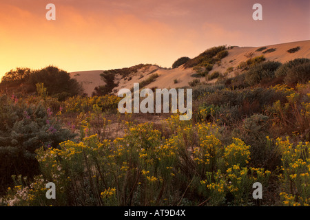 Coucher du soleil à la Guadalupe Nipomo de dunes de San Luis Obispo County en Californie Banque D'Images