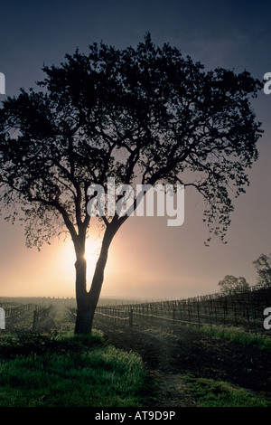 Au lever du soleil l'arbre à côté de la vigne le long chemin Union Paso Robles, San Luis Obispo County en Californie Banque D'Images