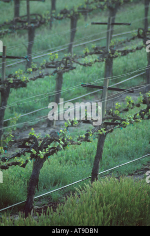 Matin brouillard sur vigne lignes dans le printemps le long chemin Union Paso Robles, San Luis Obispo County en Californie Banque D'Images