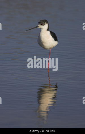 Black-winged Stilt Himantopus himantopus debout sur une jambe, le repos dans l'eau salée en canal Lesbos, Grèce en avril. Banque D'Images