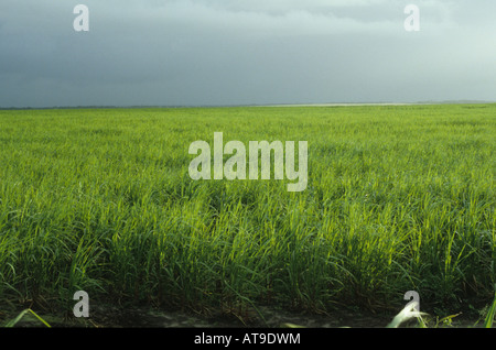 Plantation de canne à sucre au Venezuela Banque D'Images