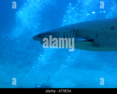 Requin de récif à pointe blanche Banque D'Images