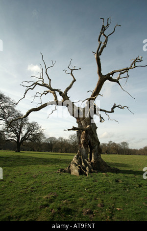 Vieux Chêne Knarled Banque D'Images