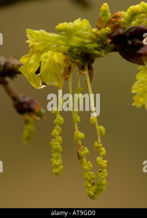 Chatons mâles de chêne pédonculé ou chêne commun au printemps. Quercus robur Banque D'Images