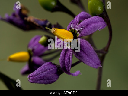 Morelle douce-amère ou woody en fleur Solanum dulcamara Banque D'Images