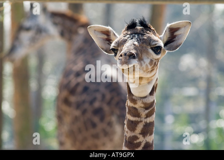 Jack le bébé girafe Masai sourire pour la caméra tandis que sa mère Tyra rss dans l'arrière-plan Jack est né le 25 janvier 2008 à Banque D'Images