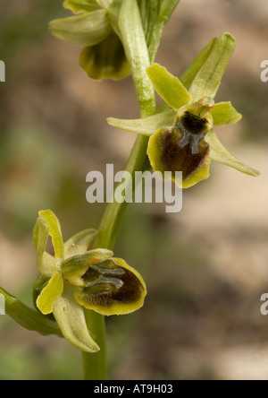 Orchidée araignée (Ophrys araneola) close-up, en Vercors, France Banque D'Images