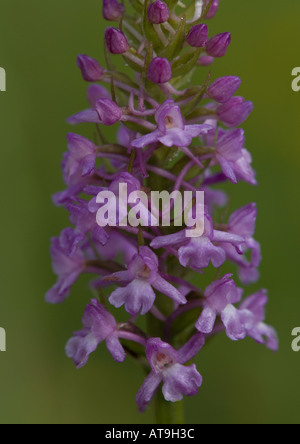 Tôt le matin d'orchidée parfumée Gymnadenia conopsea Banque D'Images