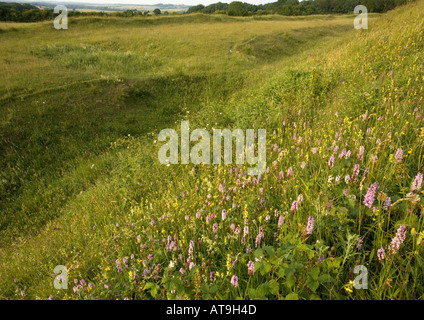 La commune de l'orchidée fleur sur la craie downland à Badbury Rings Âge de fer fort Banque D'Images