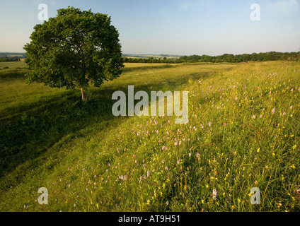 L'ancienne prairie de craie sur les remparts d'une commune, Badbury Rings. Dorset Banque D'Images