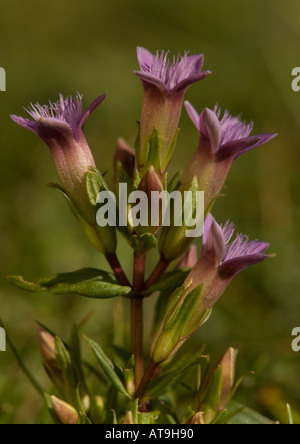 Gentiane ou felwort automne automne (Gentianella amarella) close-up Banque D'Images