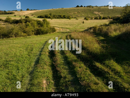 La craie des prairies et de la frotter sur le bas Martin NNR Hampshire Banque D'Images