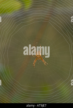 Jardin araignée femelle sur orb web Araneus diadematus tôt le matin Banque D'Images