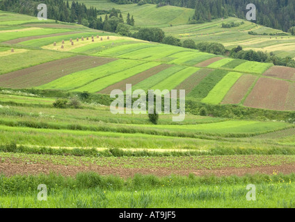 Systèmes de champ ouvert dans le sud de la Pologne près de Foothills Tatra Nowy Sacz Banque D'Images