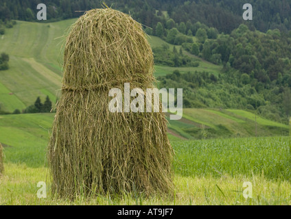 Meules de foin traditionnel dans le champ ouvert de la Pologne du sud système foothills Tatra Banque D'Images