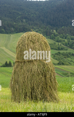 Meules de foin traditionnel dans le champ ouvert de la Pologne du sud système foothills Tatra Banque D'Images
