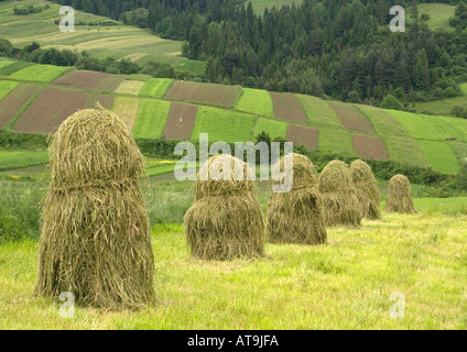Systèmes de champ ouvert dans le sud de la Pologne, au pied des Tatras près de Nowy Sacz Banque D'Images