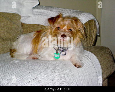 Jack Russell Shih Tzu Mix Dog on Sofa Banque D'Images