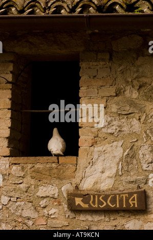 Panneau de sortie Casello en italien qui indique une fenêtre sur un mur et une colombe blanche qui se passe dans Banque D'Images