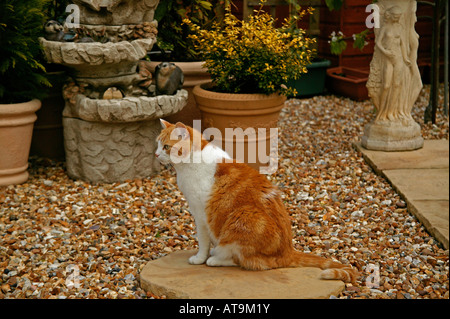 Le gingembre et le chat blanc est assis sur pavage en pierre dans jardin Banque D'Images