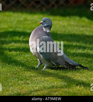 Pigeon ramier debout sur l'herbe verte que quelques bouffées de son torse Banque D'Images