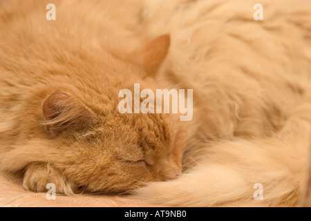 Chat de gingembre aux cheveux longs s'endormi Banque D'Images