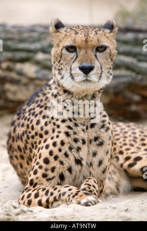 Guépard - Acinonyx jubatus femelle Banque D'Images