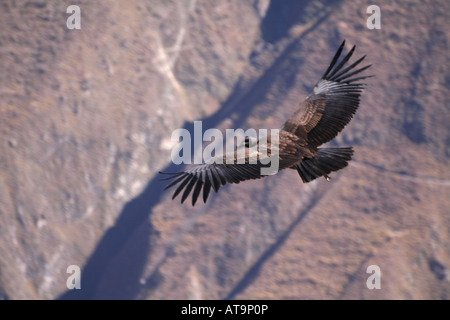 Condor juvénile en vol au-dessus du Canyon de Colca Pérou Banque D'Images