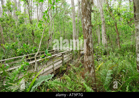 Naples Florida Swamp Sanctuary tire-bouchon Banque D'Images