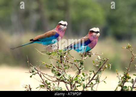 Une paire de rouleaux à poitrine Lilas Masai Mara, Kenya Banque D'Images