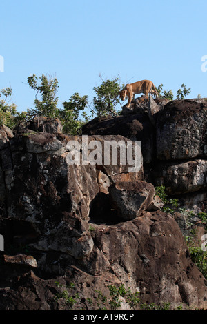 Lionne marche sur haut de rochers le Masai Mara au Kenya Banque D'Images