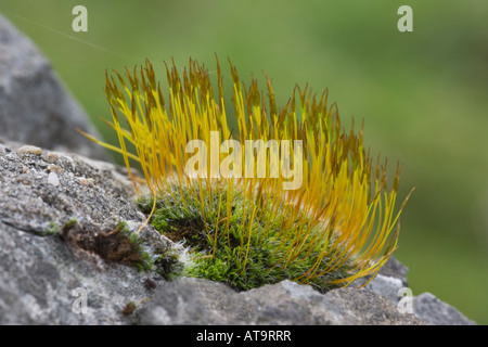 Vis à Mur-moss, Tortula muralis, avec les sporophytes, poussant sur un mur en pierre calcaire. Derbyshire Peak District National Park