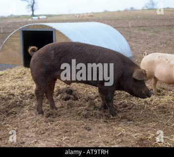 Duroc verrat reproducteur à l'extérieur par un cochon arche devon Banque D'Images