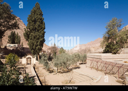 St Katherine, péninsule du Sinaï, Égypte jardin typique de l'Asie avec des buissons d'olive à l'intérieur 6ème siècle Monastère St Catherine s Banque D'Images