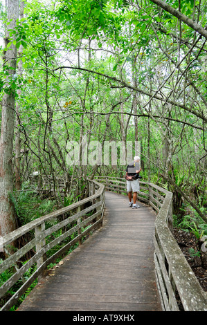 Naples Florida Swamp Sanctuary tire-bouchon Banque D'Images