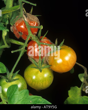 La moisissure grise Botrytis cinerea sur les fruits du mycélium cultivé en serre de plants de tomate Banque D'Images