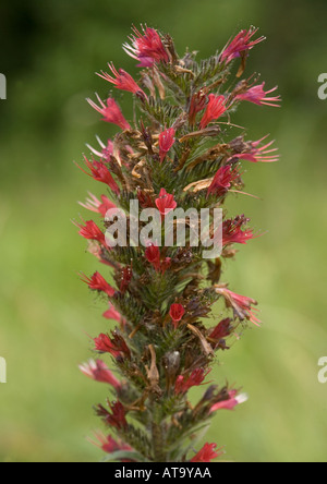 Une Vipérine commune Echium russicum rare Banque D'Images