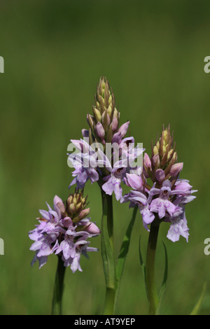 Trois points communs-orchid flowers Dactylorhiza fuchsii Banque D'Images