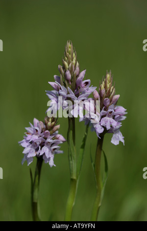 La commune de trois-épis floraux orchidée Dactylorhiza fuchsii Banque D'Images