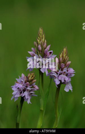 La commune de trois-épis floraux orchidée Dactylorhiza fuchsii Banque D'Images