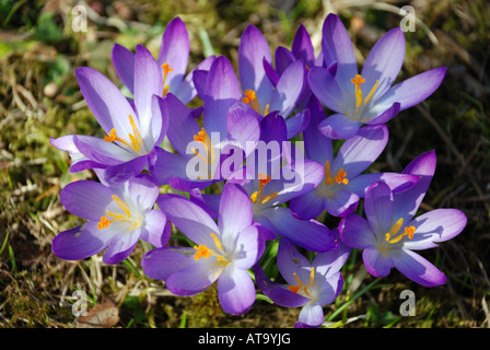 De l'herbe violette cluster crocus Banque D'Images
