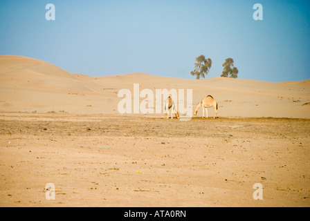 Chameaux dans le désert de dunes de sable à distance Banque D'Images