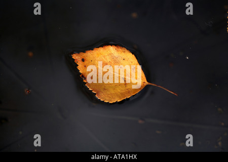 Une feuille de bouleau argenté flottant dans une petite piscine d'eau dans un jardin à l'automne de Cheshire Angleterre Banque D'Images