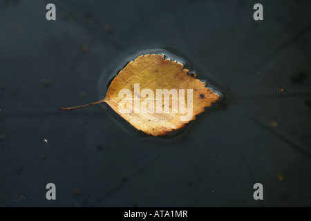 Une feuille de bouleau argenté flottant dans une petite piscine d'eau dans un jardin à l'automne de Cheshire Angleterre Banque D'Images