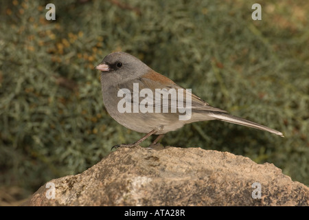 Dark-eyed Junco Gray étêté, Junco hyemalis, perché sur le roc. Banque D'Images