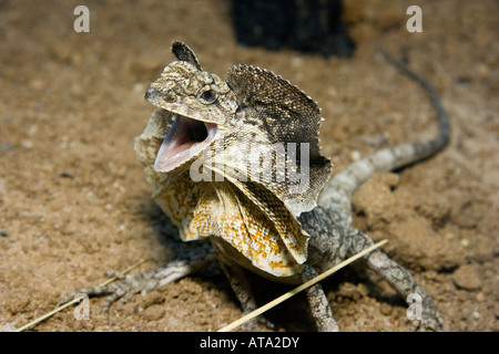 La menace de l'affichage, Chlamydosaurus kingii lézard plumeuse, Australie. Banque D'Images